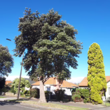 A large, mature pohutukawa tree stands proudly on a residential street beneath a bright blue sky. The tree's dense foliage contrasts with the orange-roofed houses and a tall, columnar evergreen nearby, creating a vibrant streetscape.