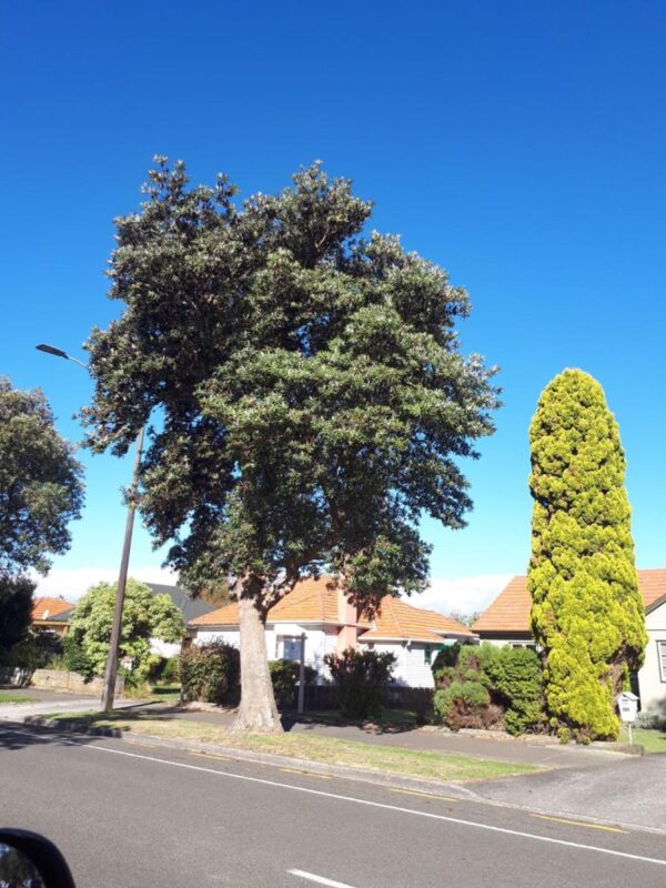 <i>Banksia integrifolia</i> - Image 9