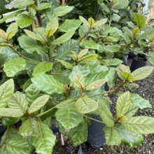 Close-up of a young Carolina Buckthorn shrub, showing its glossy green leaves and reddish-brown stems. The plant is in a black nursery pot, surrounded by other similar plants, ready for landscaping.