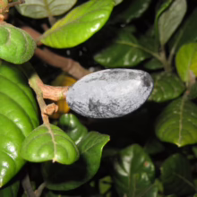 A close-up of a naseberry fruit, its grey skin contrasting with the vibrant green leaves of the tree. The fruit hangs from a brown branch, highlighting its unique texture and form.