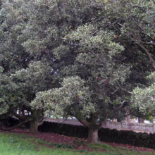 Lush green pohutukawa trees, native to New Zealand, form a dense canopy along a grassy bank above a stone wall. Their gnarled trunks and vibrant foliage create a serene, natural landscape.