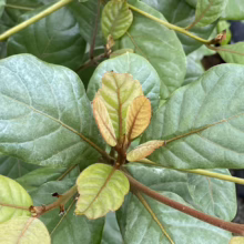 Close-up of a young oakleaf hydrangea shrub, showcasing its textured green leaves and reddish-brown stems. New growth displays vibrant, lighter green and copper hues, adding visual interest.