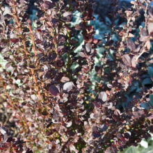 Close-up of a vibrant Crimson Pygmy Barberry bush with deep burgundy leaves, set against a backdrop of soft, silvery-green foliage in a garden setting.