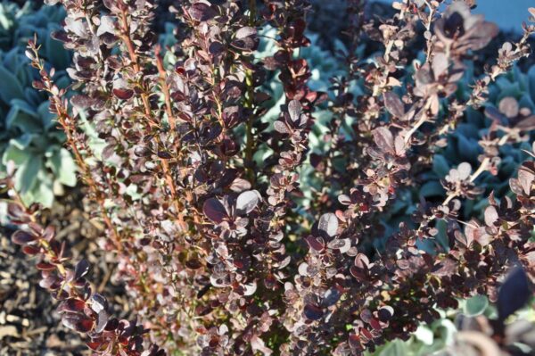 <i>Berberis thunbergii</i> f. <i>atropurpurea</i> 'Helmond Pillar' - Image 2