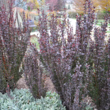 Upright columnar Crimson Barberry shrubs with deep burgundy foliage create a vibrant hedge in a garden setting. The dark leaves contrast beautifully with the silvery-green foliage of ground cover plants at their base.