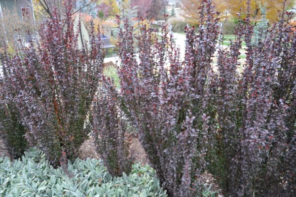 <i>Berberis thunbergii</i> f. <i>atropurpurea</i> 'Helmond Pillar' - Image 3