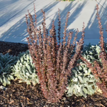 Burgundy barberry shrubs stand tall amidst soft, silvery lamb's ear plants in a garden bed mulched with dark wood chips, reflecting sunlight. The scene evokes a tranquil, natural aesthetic.