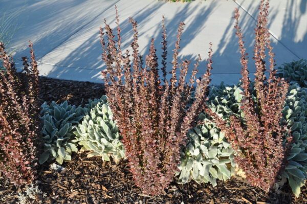 <i>Berberis thunbergii</i> f. <i>atropurpurea</i> 'Helmond Pillar' - Image 4