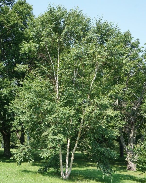 <i>Betula costata</i>