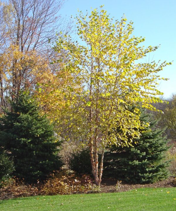 <i>Betula nigra</i>