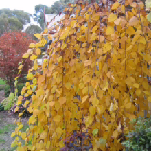 Betula nigra ‘Summer Cascade’ (River Birch) autumn branches.