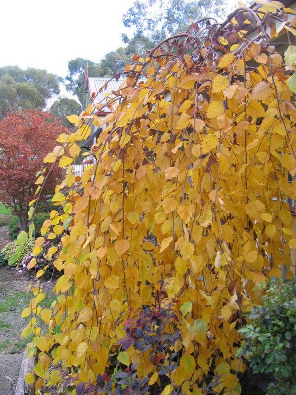 <i>Betula nigra</i> 'Summer Cascade' - Image 2