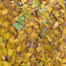Betula nigra ‘Summer Cascade’ (River Birch) autumn foliage.