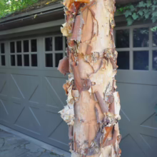 Betula nigra ‘Summer Cascade’ (River Birch) peeling bark.