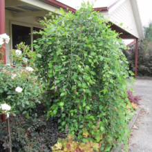 Betula nigra ‘Summer Cascade’ (River Birch) weeping.