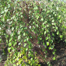 Betula nigra ‘Summer Cascade’ (River Birch) summer foliage.