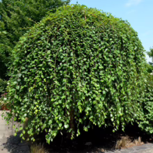 Betula nigra ‘Summer Cascade’ (River Birch) tree.