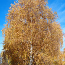 Betula pendula (Silver Birch) autumn form.