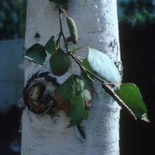 Betula pendula (Silver Birch) new foliage.