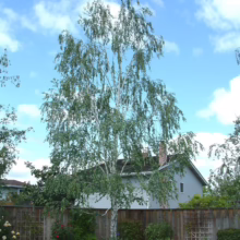 Betula pendula (Silver Birch)
