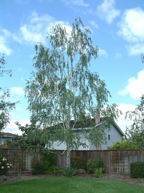 <i>Betula pendula</i> - Image 5