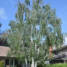 Betula pendula (Silver Birch) cluster.