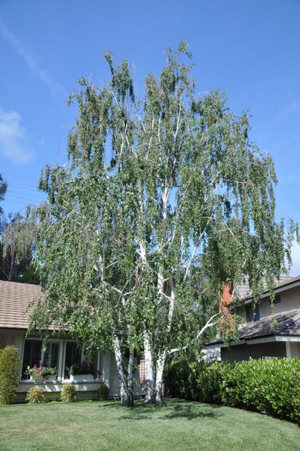 <i>Betula pendula</i> - Image 6