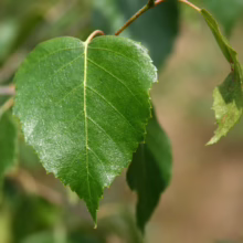 Betula pendula (Silver Birch) leaf.