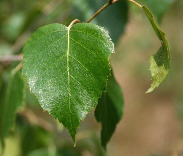 <i>Betula pendula</i> - Image 7