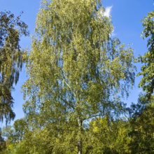 Tall birch tree with its distinctive white bark and green leaves stands against a bright blue sky. The tree's slender branches droop gracefully, creating a weeping effect in a lush, green forest setting.