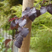 Close-up of a young 'Royal Frost' birch tree, showcasing its striking dark purple foliage against a blurred green background. The tree is supported by a wooden stake, highlighting its early growth stage.