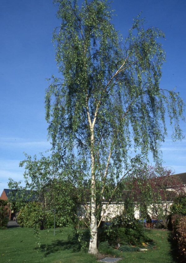 <i>Betula pendula</i> 'Dalecarlica'