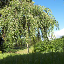 Betula pendula ‘Youngii’ (Weeping Silver Birch) summer form.