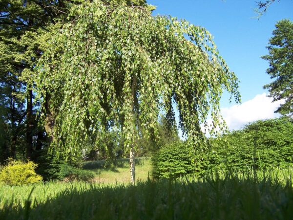 <i>Betula pendula</i> 'Youngii' - Image 2