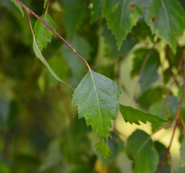 <i>Betula pendula</i> 'Youngii' - Image 3