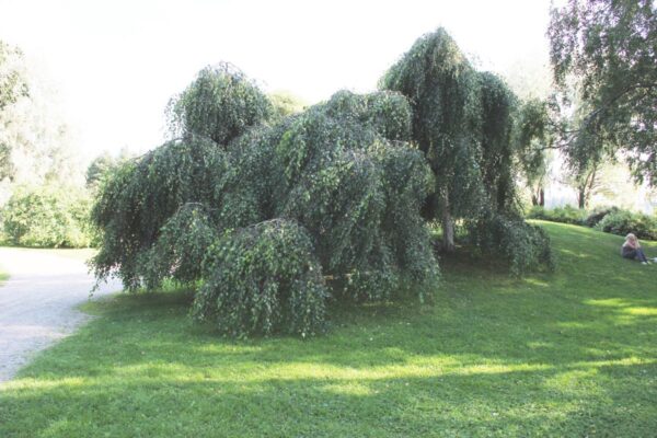 <i>Betula pendula</i> 'Youngii' - Image 4