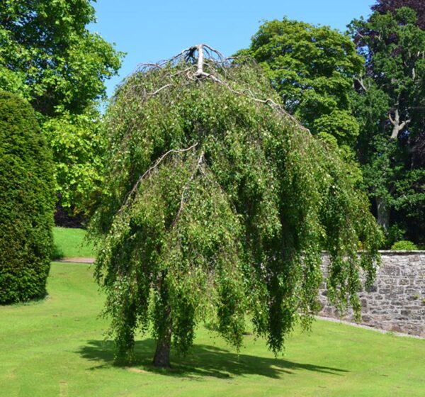 <i>Betula pendula</i> 'Youngii'