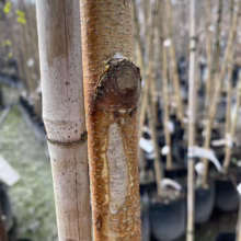 Betula platyphylla var. japonica (Japanese White Birch) bark.