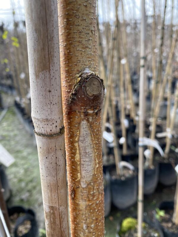 <i>Betula platyphylla</i> var. <i>japonica</i> - Image 2