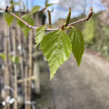 Betula platyphylla var. japonica (Japanese White Birch) foliage.