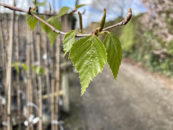 <i>Betula platyphylla</i> var. <i>japonica</i> - Image 3