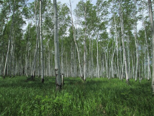 <i>Betula platyphylla</i> var. <i>japonica</i>