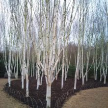 Betula populifolia 'Whitespire' (Grey Birch) planted as a cluster.