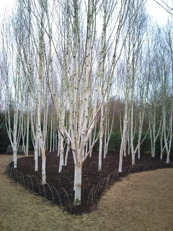 <i>Betula populifolia</i> 'Whitespire' - Image 3