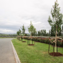 Betula populifolia 'Whitespire' (Grey Birch) summer form in a driveway.
