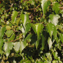 Betula populifolia 'Whitespire' (Grey Birch) summer foliage.
