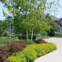 Betula populifolia 'Whitespire' (Grey Birch) summer form.