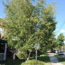 Betula populifolia 'Whitespire' (Grey Birch) as a street tree.