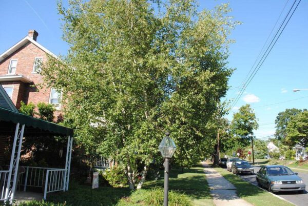 <i>Betula populifolia</i> 'Whitespire' - Image 7