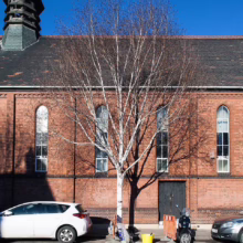 Betula utilis subsp. jacquemontii (Himalayan Birch) winter form as a street tree.